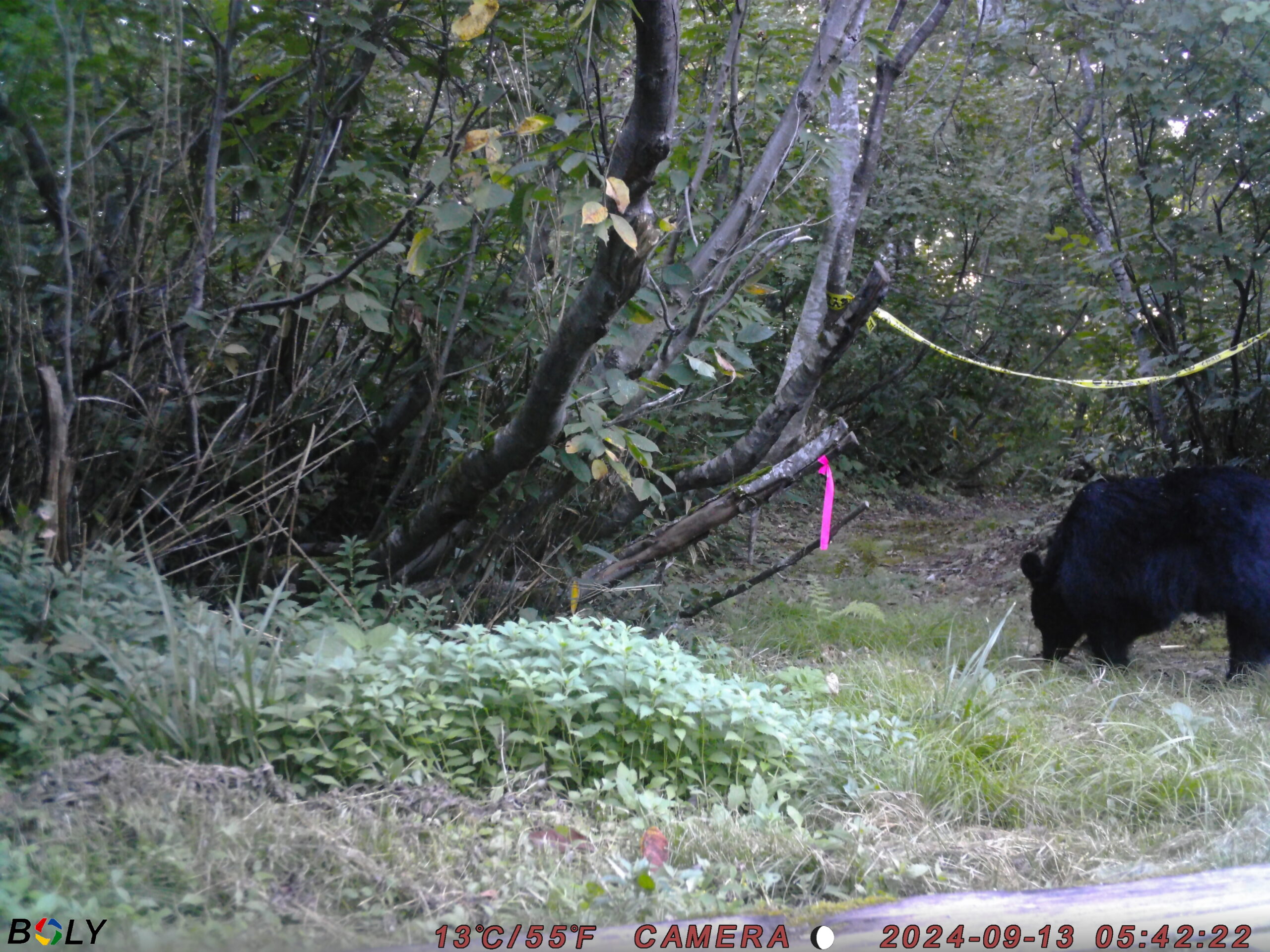 クマ情報】週間レポート9/10～9/19（大沼後生掛地区） | 八幡平