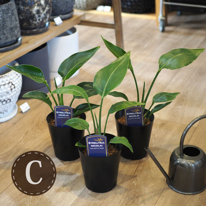 ストレリチア オーガスタ 4号 – 鉢人