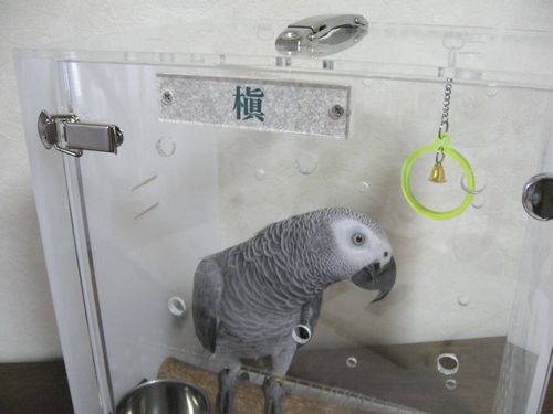 アクリルキャリーno14 移動に楽な肩紐も可 ヨウム、オウムに