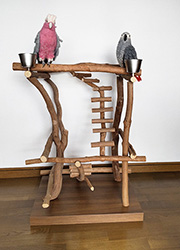 自然木のバードジム オウム インコ／ハッピーケース