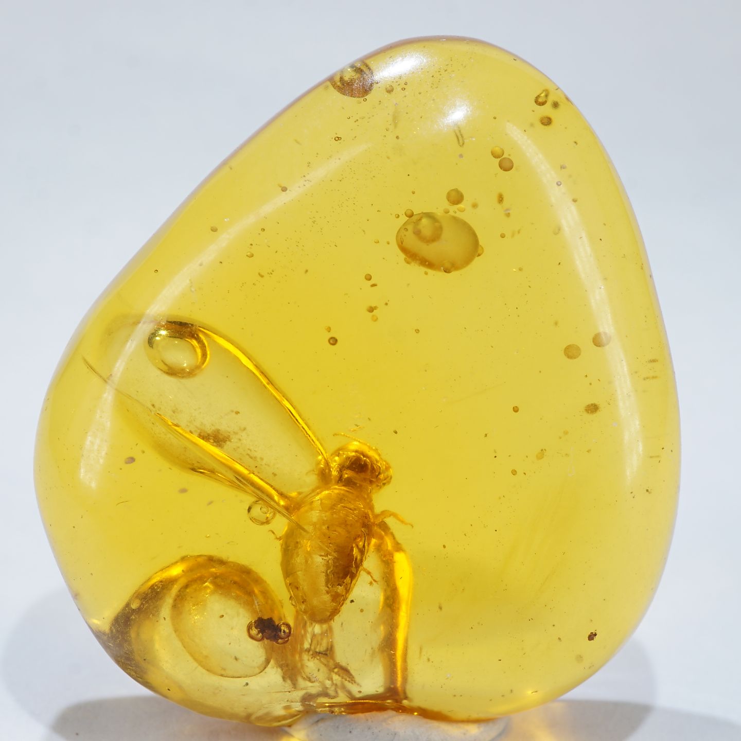 昆虫が琥珀の中にいる化石