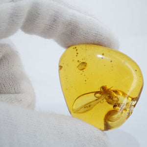 ☆TVで紹介されました☆《博物館級の珍品》ドミニカ産 水入り・虫入り