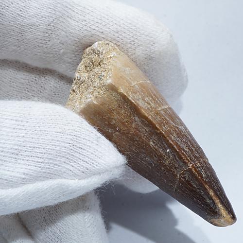 モササウルス 歯の化石（約46ミリ）＜天然石 化石 送料無料＞ – 天然石