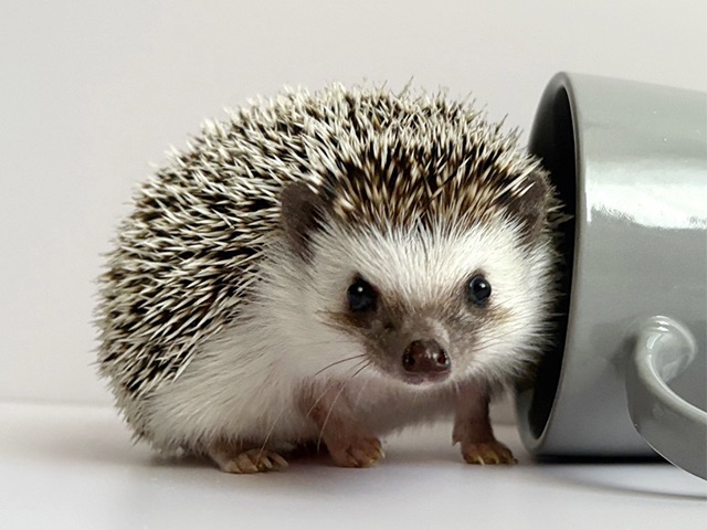 新しい家族をお迎えしました｜ハリネズミのシアンちゃん | はりねずみ