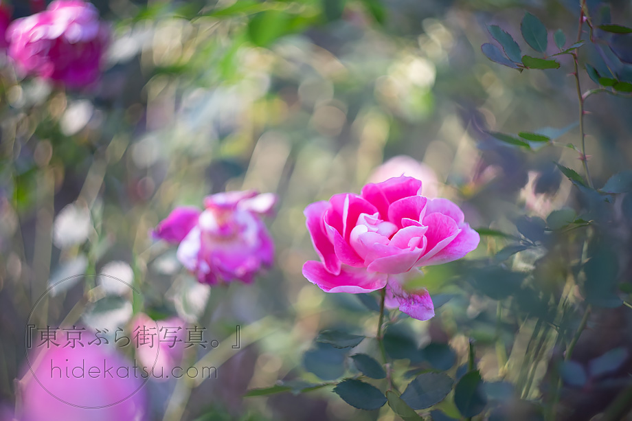 ぐるぐるボケと深いボケのロシアンレンズ Helios 44-2（ヘリオス）58mm