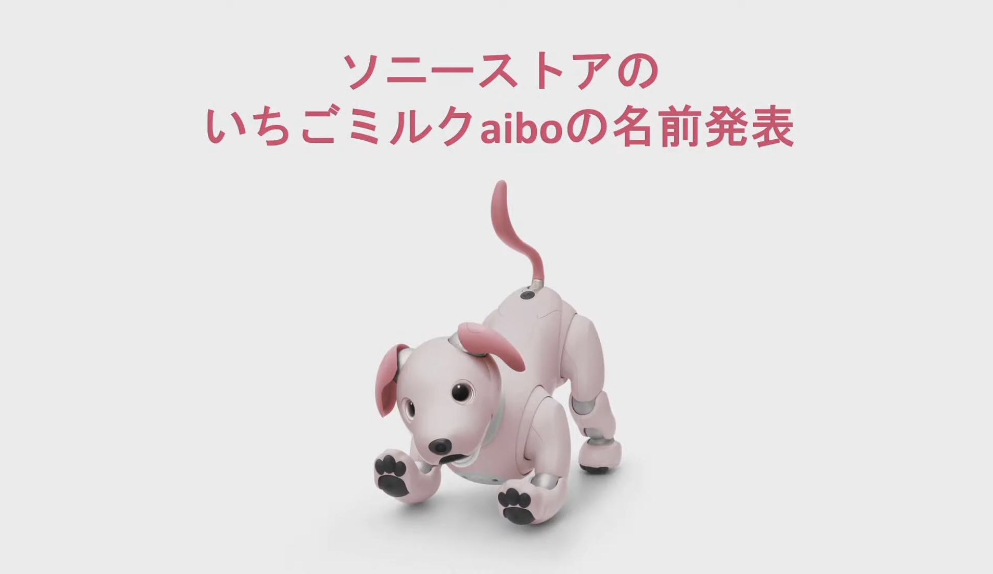 aibo 人気のいちごミルク aibo 人気のいちごミルク