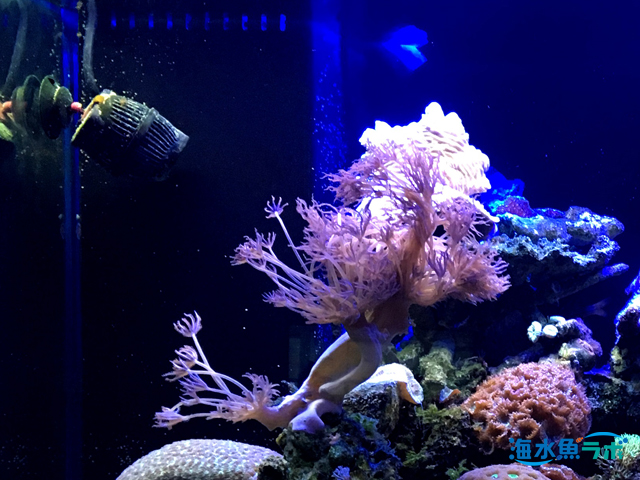 海水魚・サンゴ用】おすすめ水流ポンプランキング - 海水魚ラボ