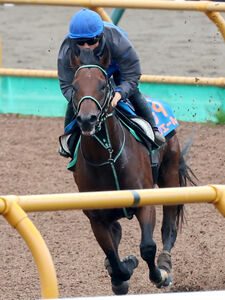 競馬 サイン入りパネル 第57回日本ダービー アイネスフウジン 中野英治