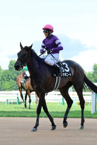 ヤマタケの日曜注目馬【東京11R・アイルランドT】 - UMATOKU | 馬トク