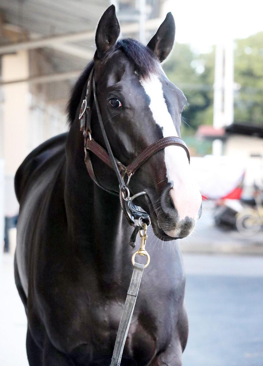 イクイノックス 実使用 調教 蹄鉄 鬣 一本付き ② 【公式通販】