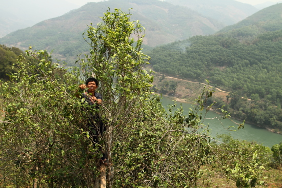 Amazon.co.jp: 2013年 雲南 プーアル茶【冰島 古樹茶 普洱茶 茶餅】