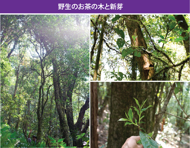 野生紅 紅茶 : お茶の専門店HOJO