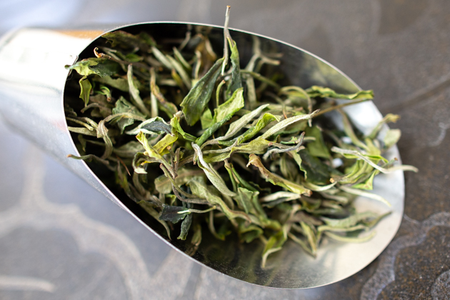 古樹白茶 : お茶の専門店HOJO