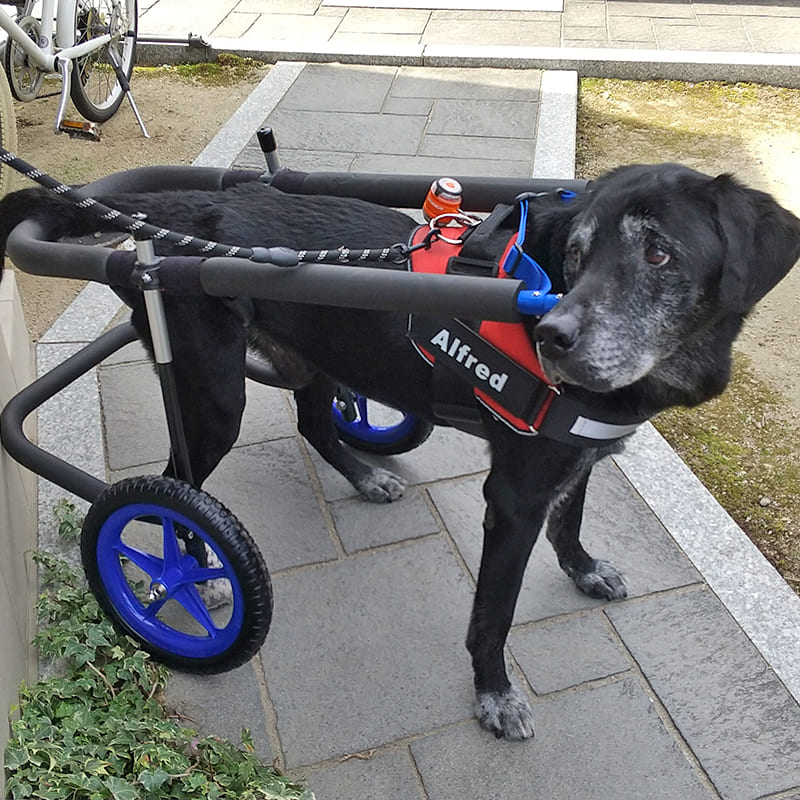 歩犬舎 犬用車椅子歩行器中型犬用オーダーメイド2輪老犬介護 新品 犬