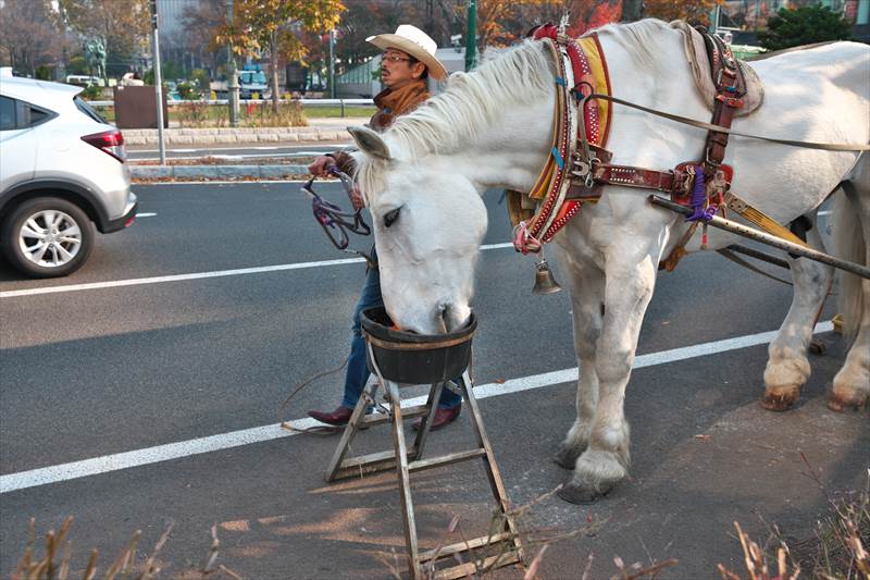 2時間】札幌観光幌馬車で見る札幌中心地の観光コース | ページ 2