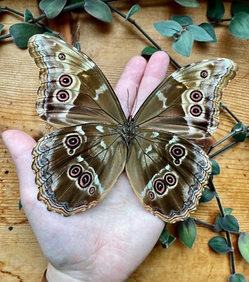 HUGE Blue Morpho didius REAL BUTTERFLY Peru, A1 | eBay