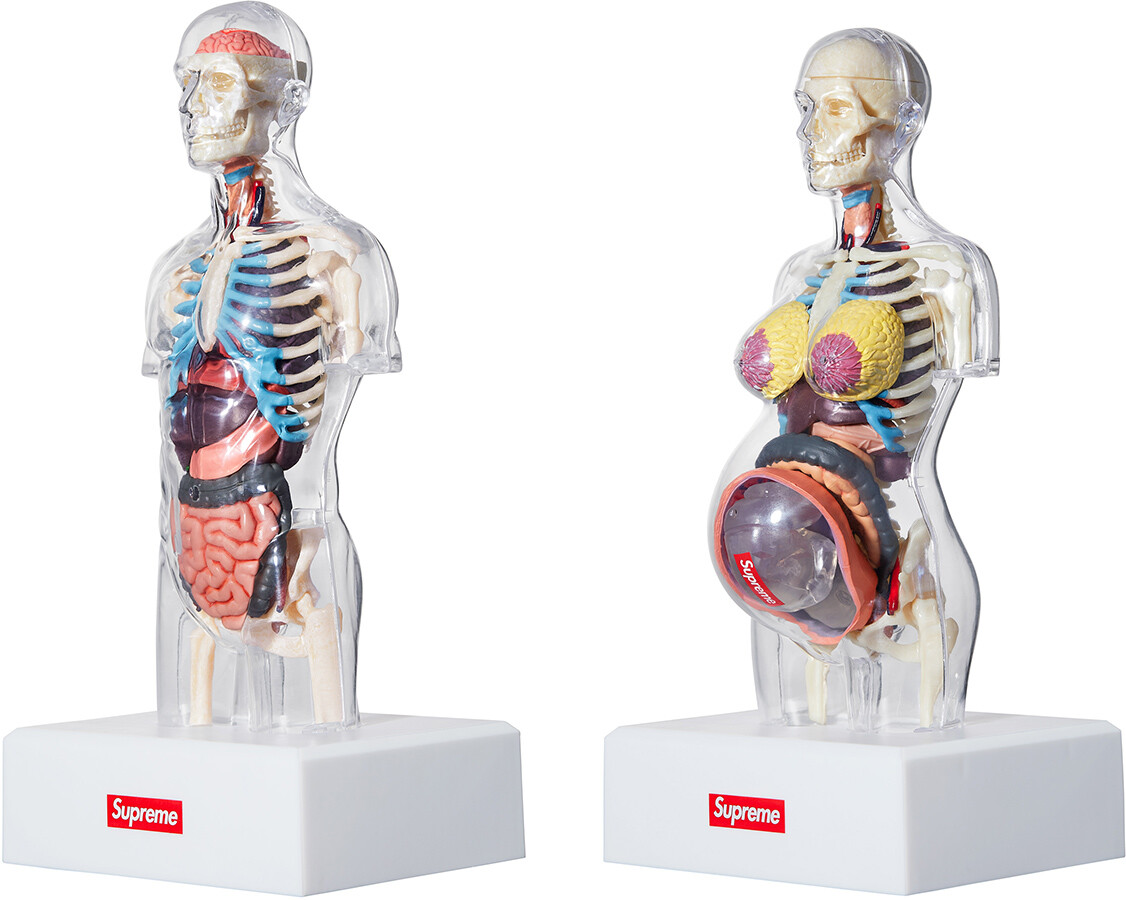 新品未使用 Supreme Female Anatomy Model 人体模型 【公式通販】