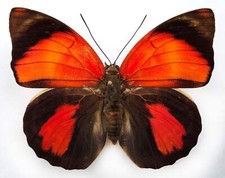 Agrias claudina croesus - AgriasButterflies.com