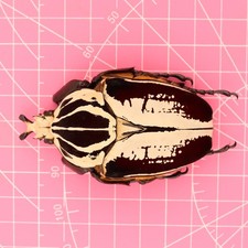 Goliathus beetles for collectors | Goliathus cacicus, atlas