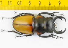 Odontolabis for collectors | large size | Collector's Secret