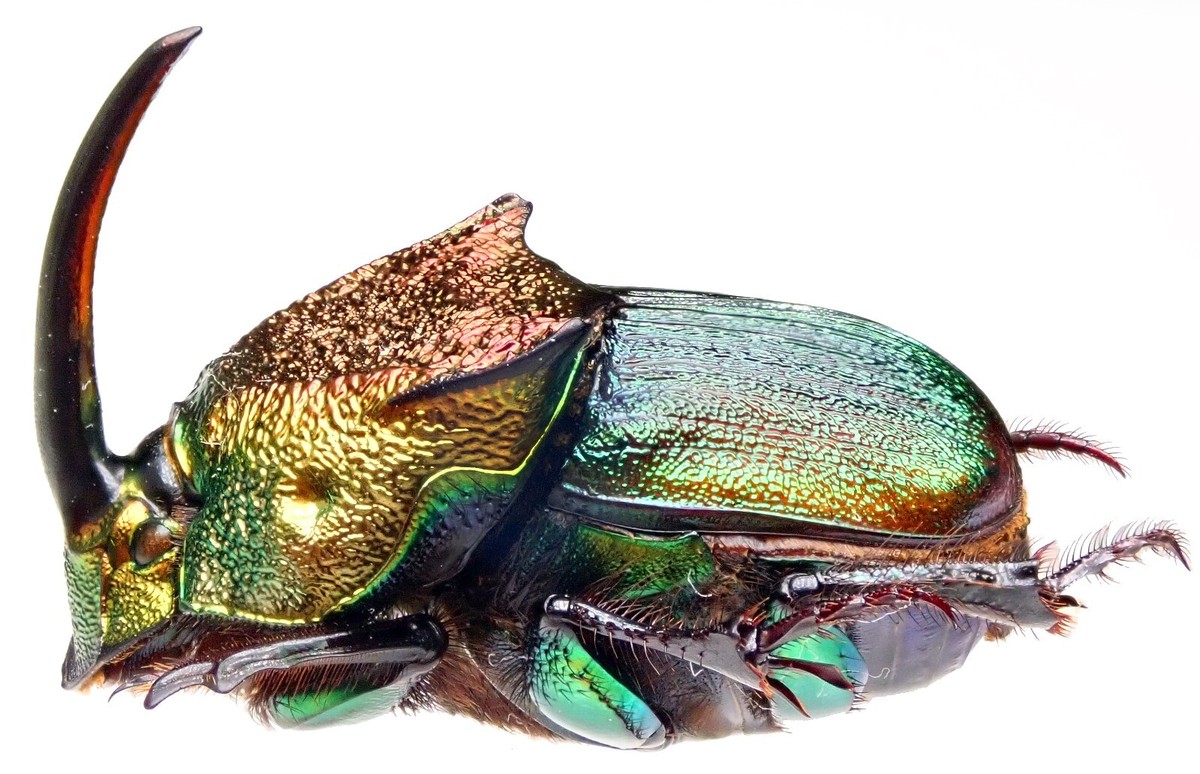 Insect - SCARABAEIDAE Phanaeus vindex - USA - MINOR Pair 19mm+