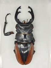 Odontolabis for collectors | large size | Collector's Secret