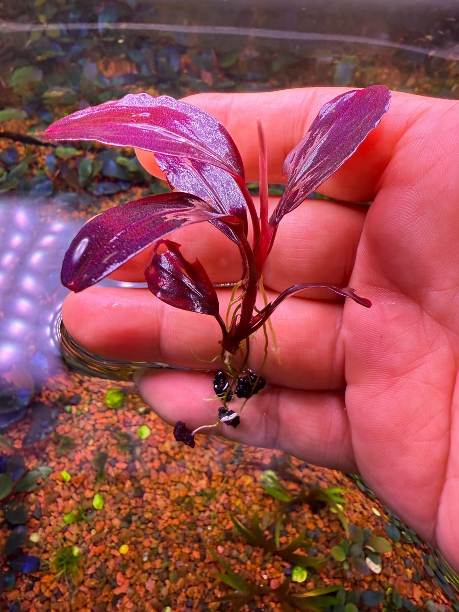 Bucephalandra sp.Varigata PV Bucephalandra sp. Varigata