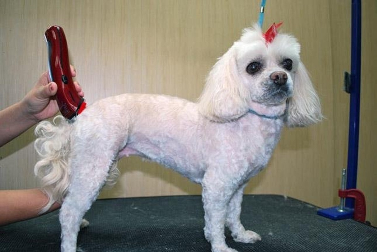 Wahl FIGURA PRO Lithium Ion CORDLESS Clipper KIT&2-5 in 1 BLADES