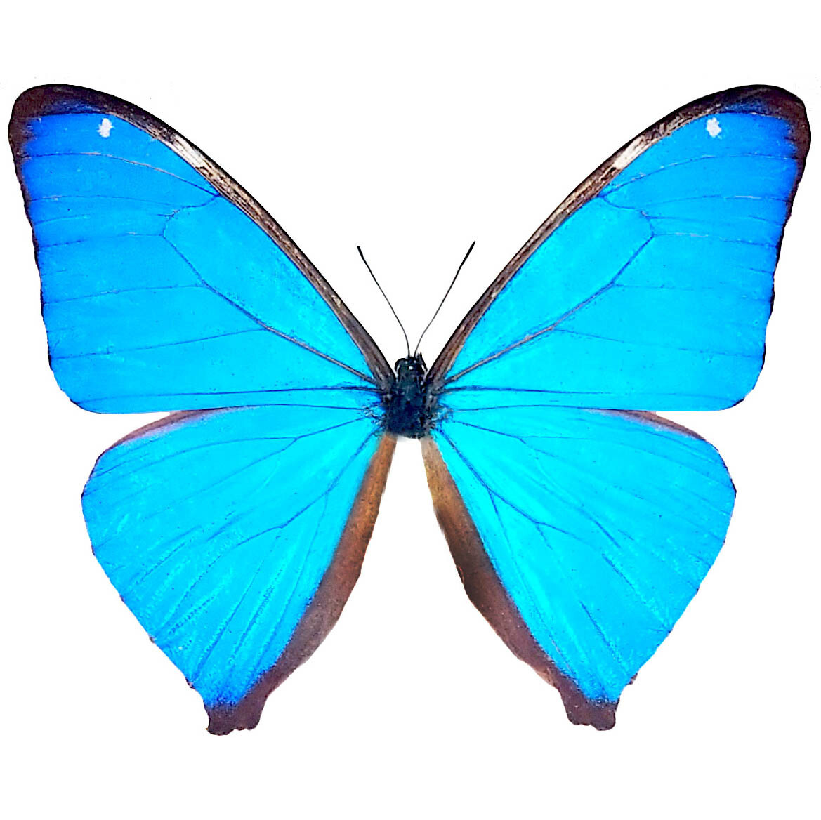 Morpho aega ONE REAL BUTTERFLY BLUE UNMOUNTED WINGS CLOSED | eBay
