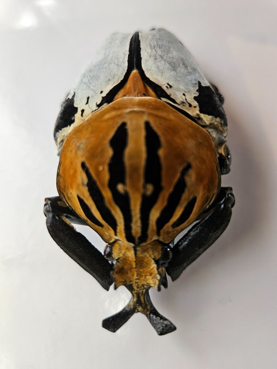 Goliathus Cacicus | eBay