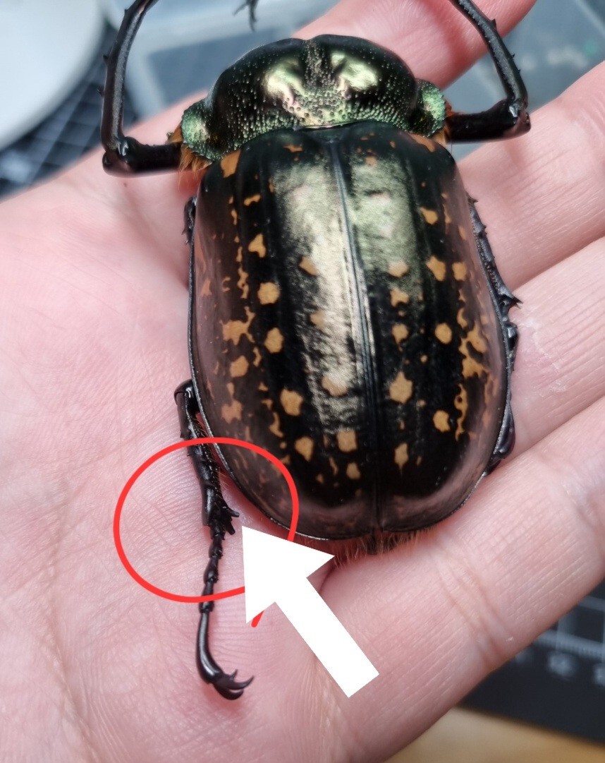 Cheirotonus formosanus pair 46-55mm