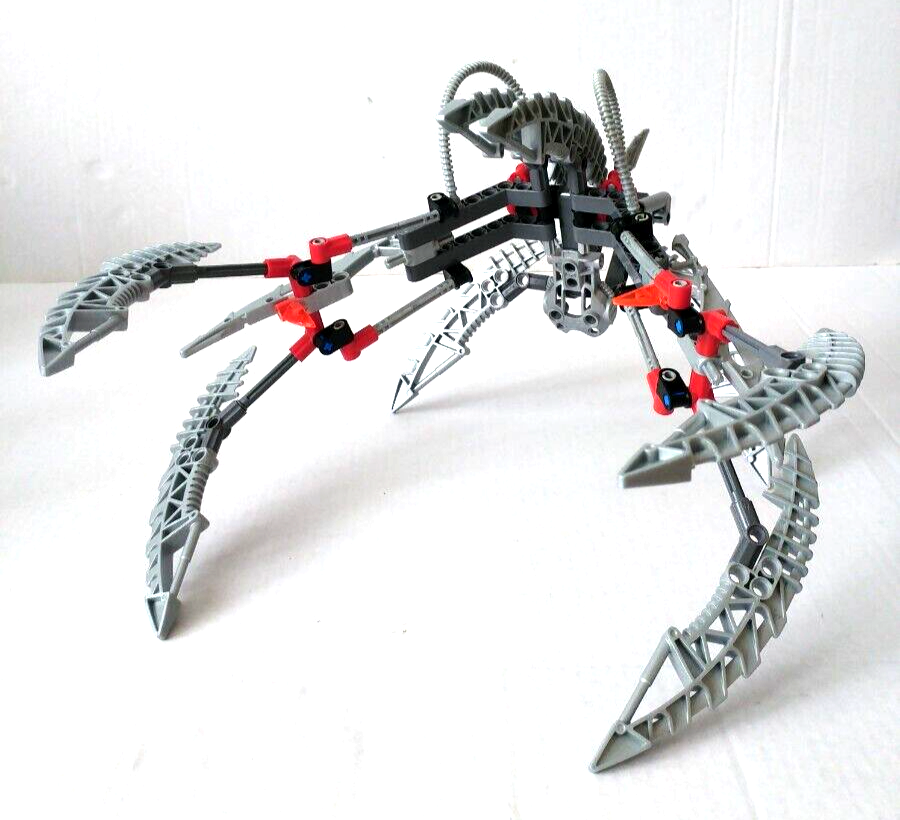 標本 P.N.G Ischiopsopha bennigseni 29mm P.N.G Ischiopsopha