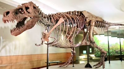 ティラノサウルス 化石 骨 本物 アメリカ産 37mm ケース付き