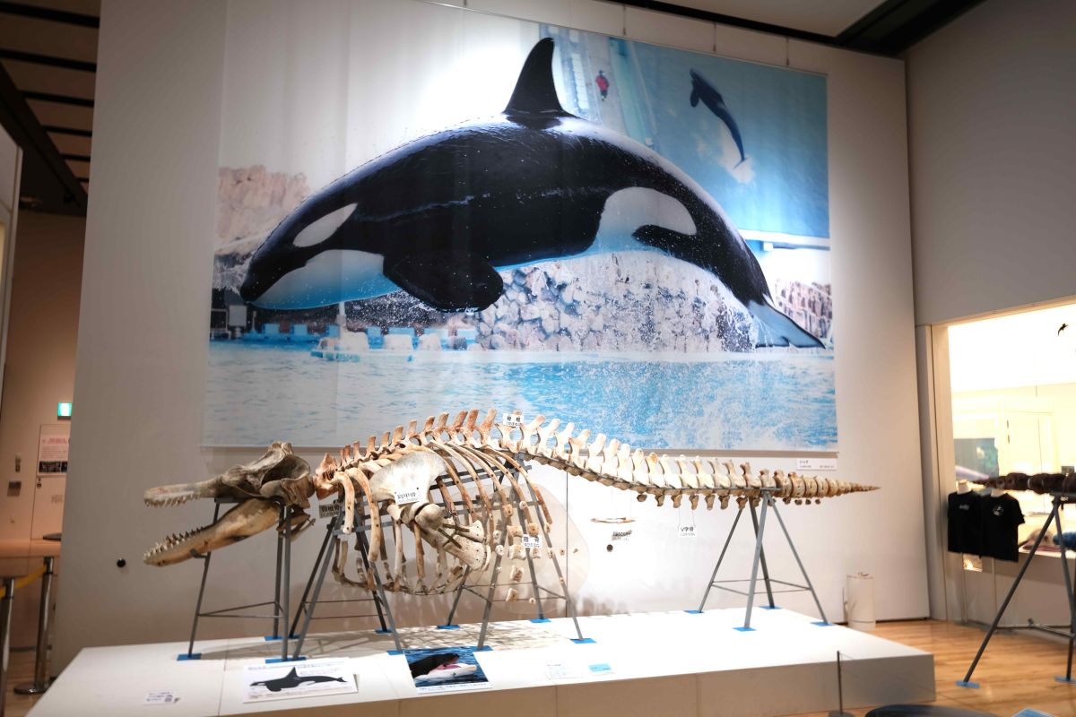 クジラ＆イルカの巨大骨格が所狭しと展示された企画展「集まれ！三重の