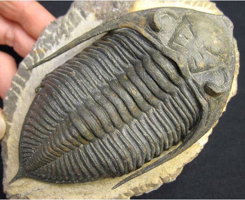 三葉虫化石Coronocephalus