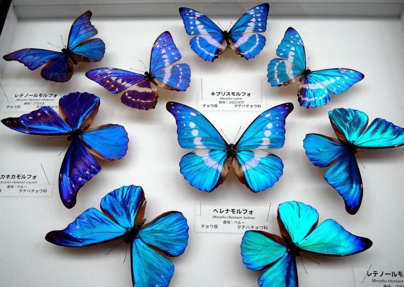 ヴィンテージ作家さんもの瞳が神秘的でまつ毛、体の色彩豊かな蝶々