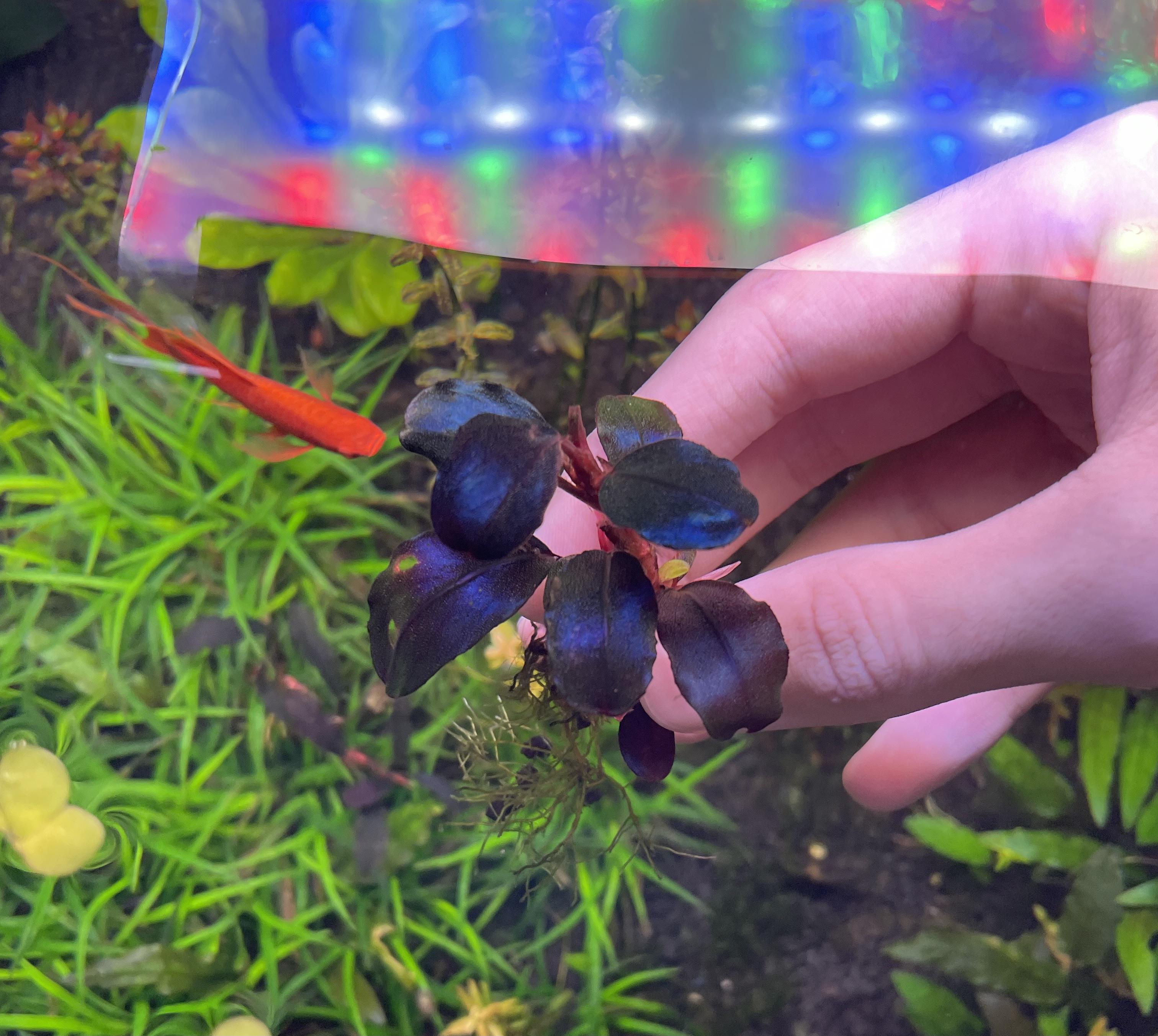 Bucephalandra Blackrock Helena 2013、クリスマスにゲットしたんだ