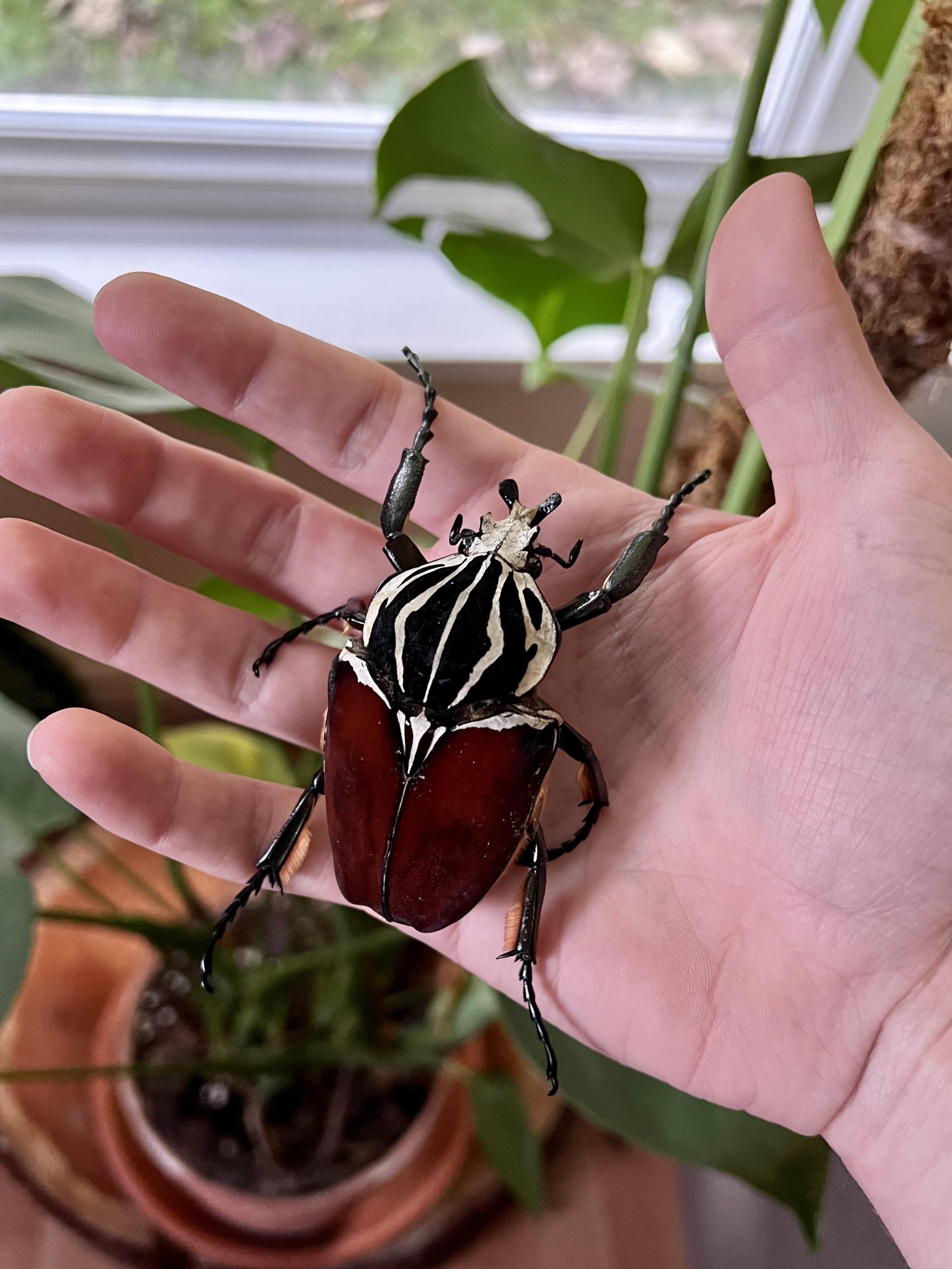 ゴライヤスオオツノカナブン 100mm ゴライヤスオオツノカナブン 100mm