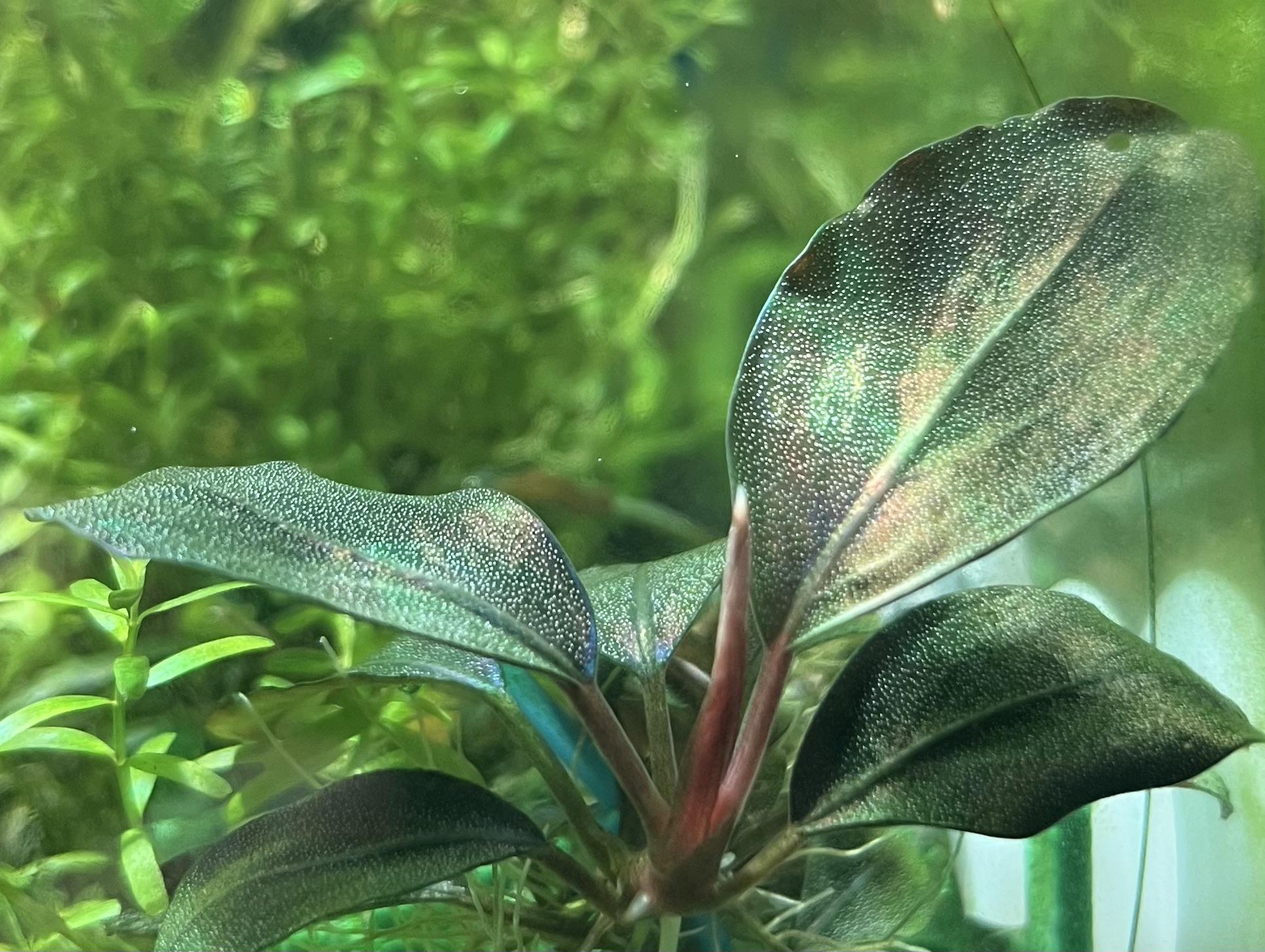 Bucephalandra Theia Blue Type 2 : r/PlantedTank