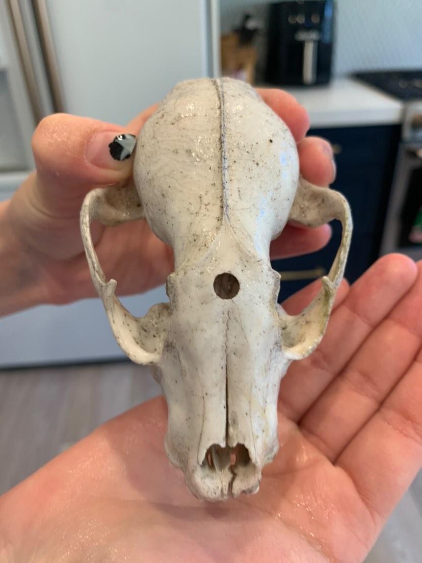 アライグマの頭蓋骨 : r/bonecollecting