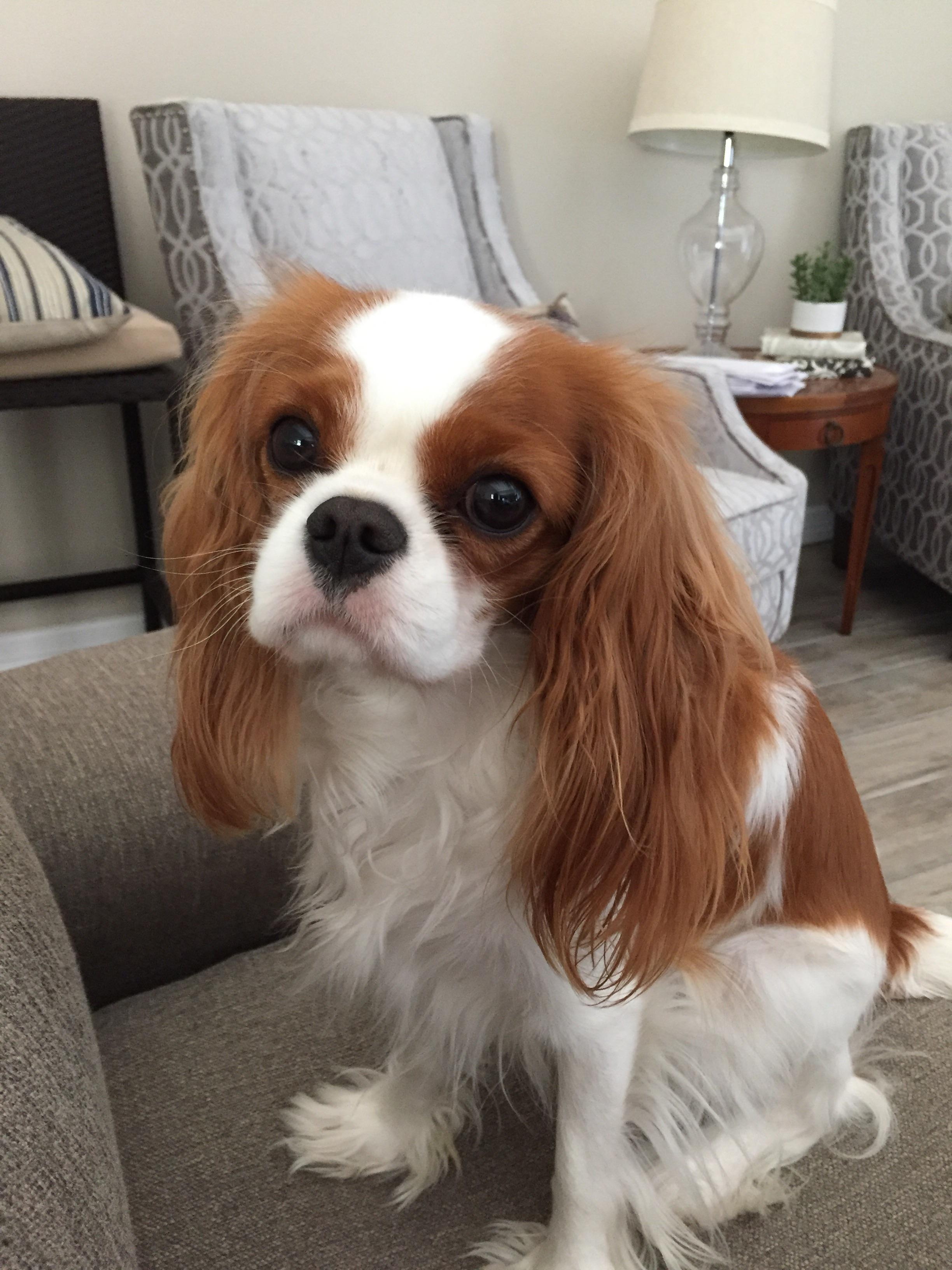 うちのワンコ、キャバリア・キング・チャールズ・スパニエルだよ🐶 : r/aww