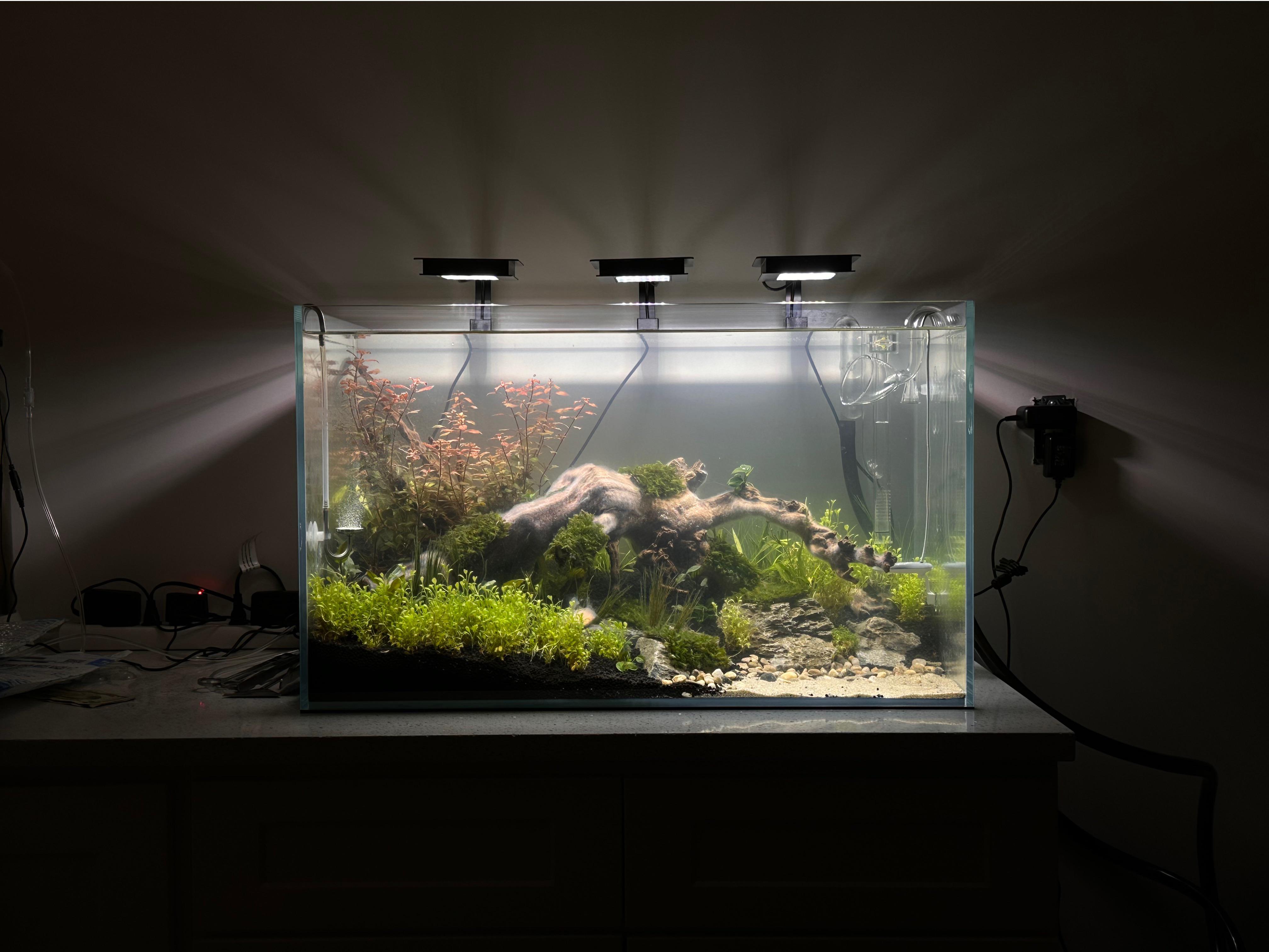 光、足りてるかな？Fluval Plant Nano Light 7500k が3つ。40ガロン