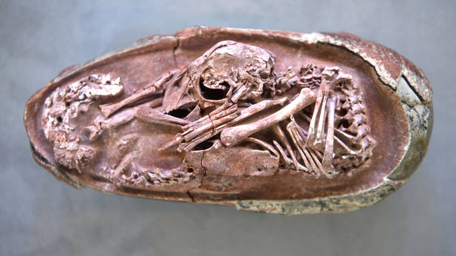 7200万年前の恐竜の胚が卵の化石の中で発見された。 : r/Dinosaurs