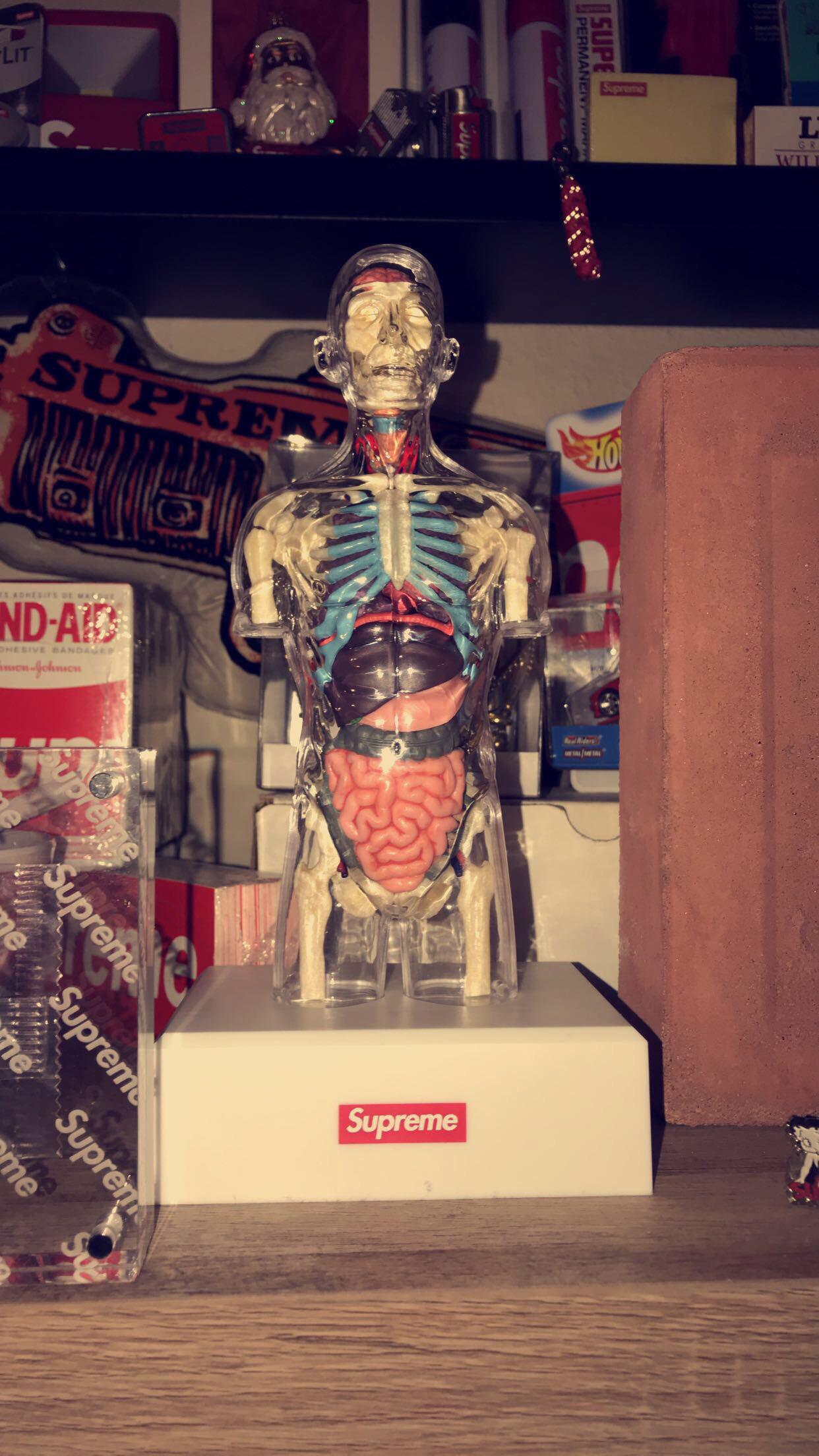 Supreme Female Anatomy Model (FW18) - $46