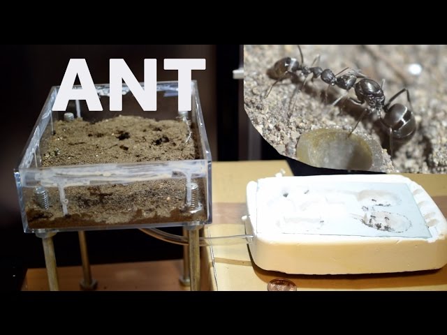 アリの引っ越し 砂の巣から自作石膏巣へ [ ant farm ] - YouTube