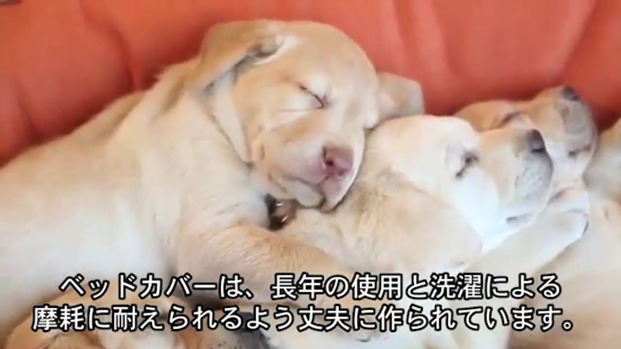 エルエルビーン・ドッグ・ベッド - YouTube