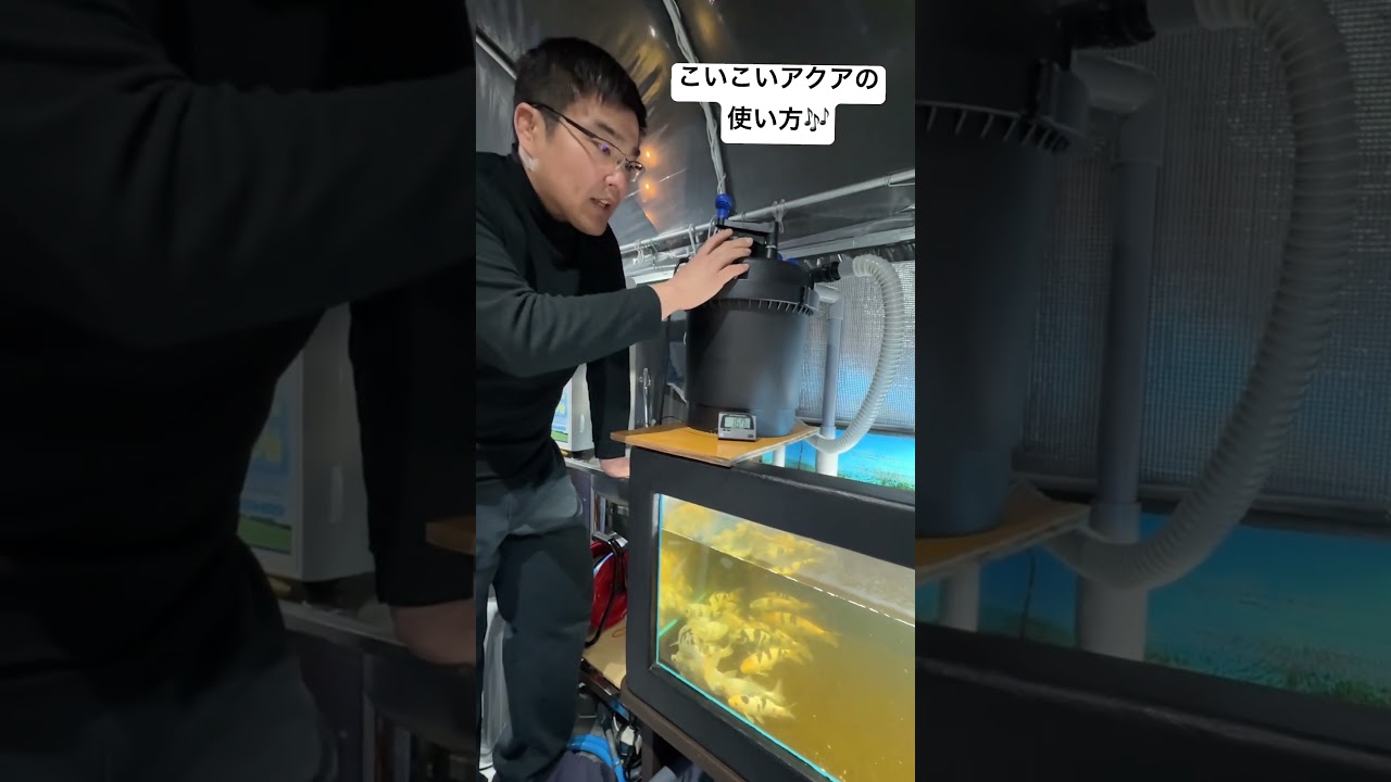 錦鯉愛好家の黒岩さんに、こいこいアクアの使用例を紹介していただき