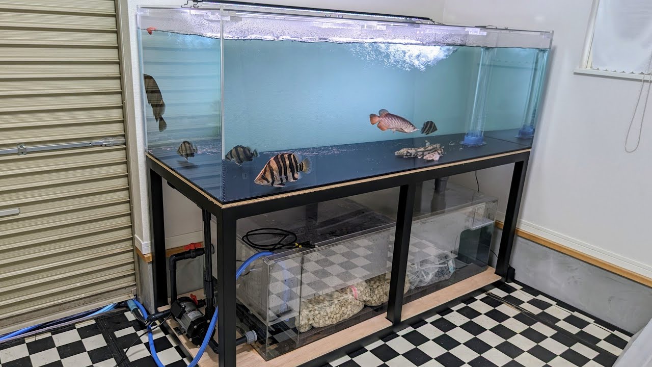 大型水槽】新品1800✕750✕600オーバーフロー水槽を紹介！ダトニオ好き