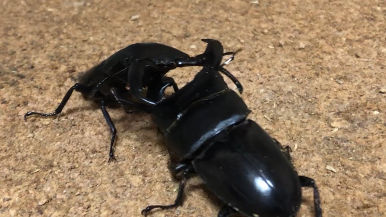 スマトラオオヒラタ パラワンオオヒラタ B品 スマトラオオヒラタ