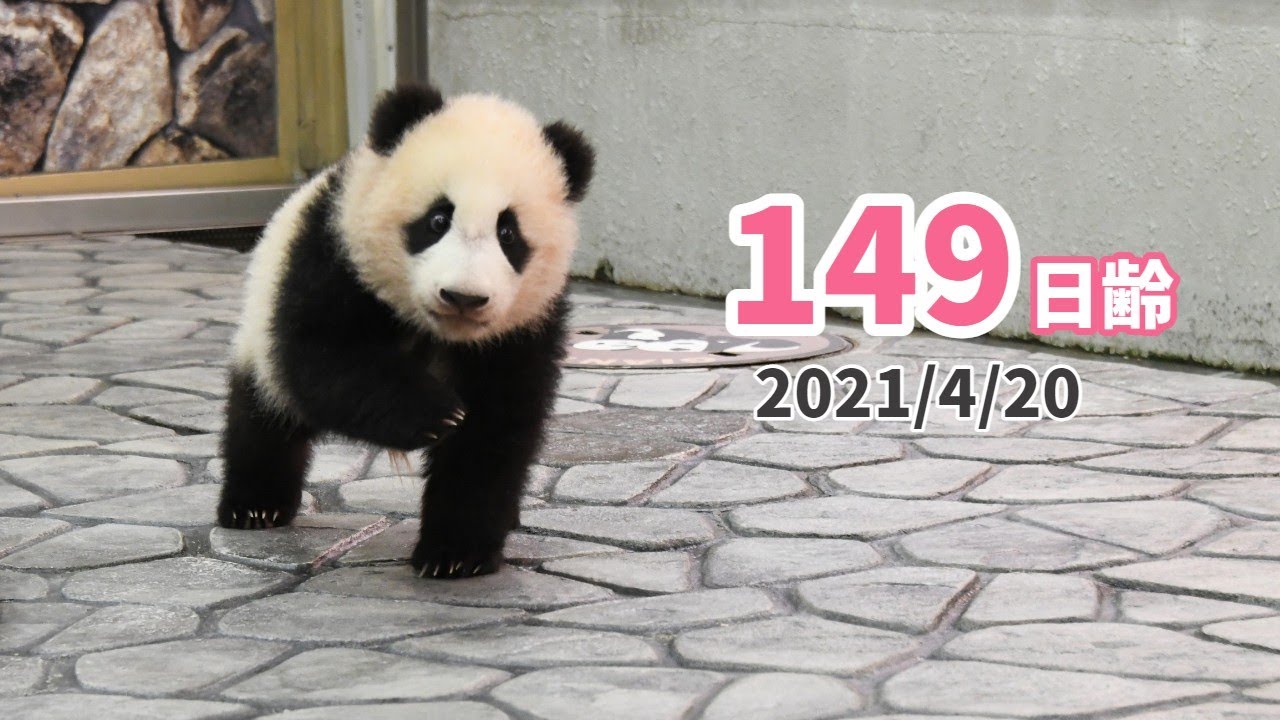 パンダの赤ちゃん（楓浜）】突然ダッシュ！！（149日齢） - YouTube